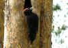 pic noir2.jpg (291111 octets)