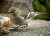 pinsette.jpg (59790 octets)