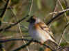 pinson du nord 2.jpg (399017 octets)