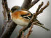 pinson du nord LEVEE1.jpg (381164 octets)