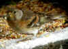 pinson mangeoir.jpg (140513 octets)