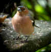 pinson.jpg (70191 octets)