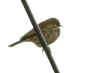 pipit2.jpg (77379 octets)