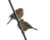 pipit3.jpg (87627 octets)