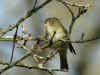 pouillot1.jpg (113441 octets)
