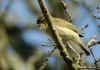 pouillotchante.jpg (104526 octets)