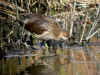 poule deau juvenile.jpg (449439 octets)
