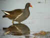 poule deau.jpg (114273 octets)