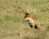 renard_chambord