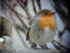 rouge gorge 2004.jpg (30770 octets)