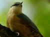 sitelle sp.jpg (104186 octets)