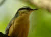 sitelle torchepot.jpg (106769 octets)
