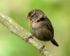 troglodyte_mignon_chante.jpg (352378 octets)