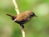 troglodyte_mignon.jpg (397746 octets)