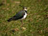vanneau.jpg (77167 octets)